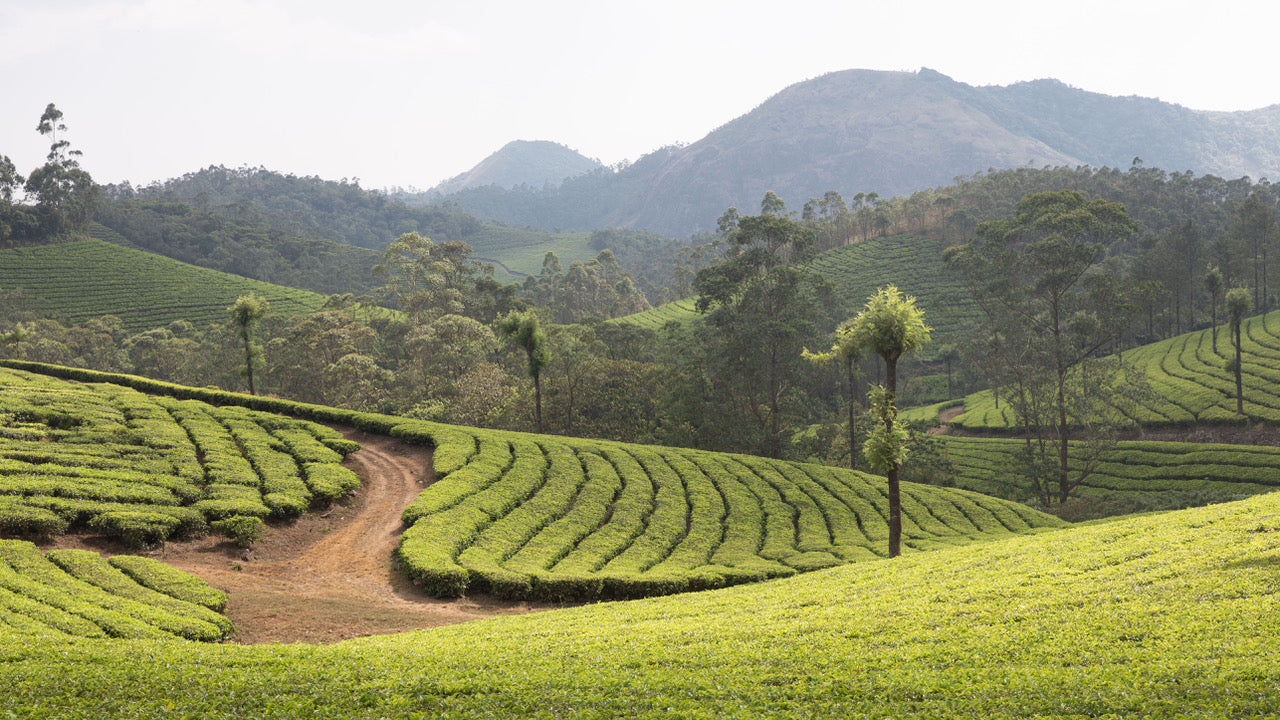 ARANYA NATURAL IN THE CARDAMOM HILLS